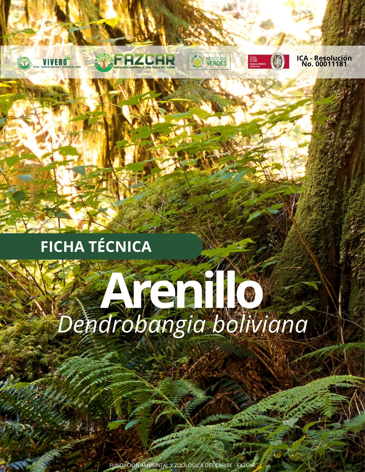 Arenillo - Imagen 2