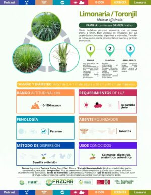 Limonaria / Toronjil