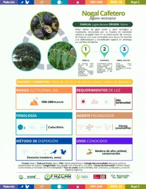 Nogal Cafetero