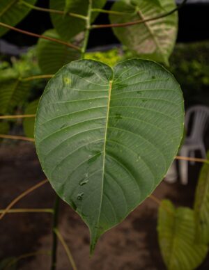 Ceiba Bruja, Ceiba Amarilla